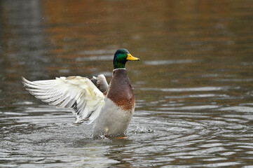 Male Mallard Drake Splashing Water With Open Wings in Fall