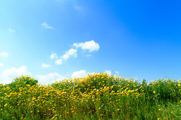 Rural landscape yellow daisies green filelds in spring. Margurites flower blossoms in blue sky background.