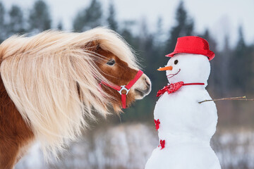 Beautiful miniature shetland breed pony stallion with a snowman dressed in red hat and bow tie....