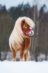 Beautiful miniature shetland breed pony stallion with long white mane in winter