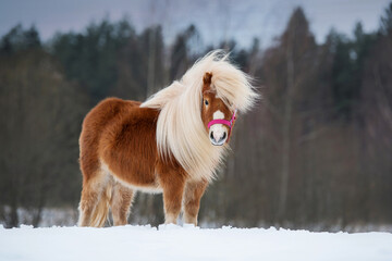 Beautiful miniature shetland breed pony stallion with long white mane standing on the field in...