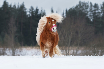 Beautiful miniature shetland breed pony stallion with long white mane running on the snowy field in...
