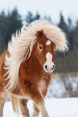 Portrait of beautiful miniature shetland breed pony stallion with long white mane running on the snowy field in winter