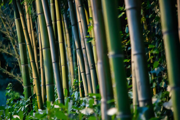 Naklejka premium bamboo forest background