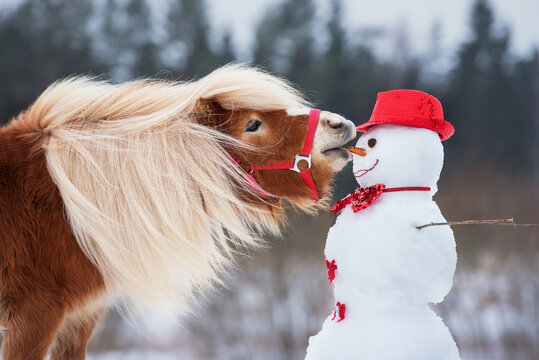 Funny miniature shetland breed pony stallion trying to eat a snowman's carrot nose. Horse in winter.