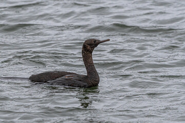 Pelagic Cormorant (Phalacrocorax pelagicus) in Westport, WA