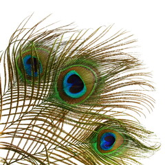 peacock feathers in white background with text copy space 