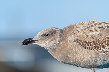 First Winter Western Gull (Larus occidentalis)