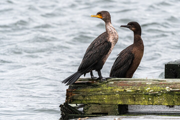 Double-crested Cormorant (Phalacrocorax auritus) front, Brandt’s Cormorant (Phalacrocorax penicillatus) back