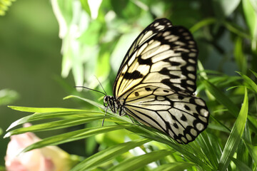 Beautiful rice paper butterfly on green plant in garden
