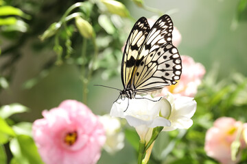 Beautiful rice paper butterfly on white flower in garden