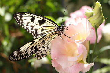 Beautiful rice paper butterfly on pink flower in garden
