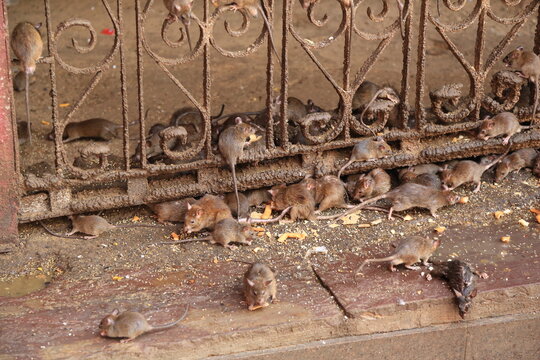 Karni Mata-Tempel (Rattentempel) in Indien - Ratten im Zaun