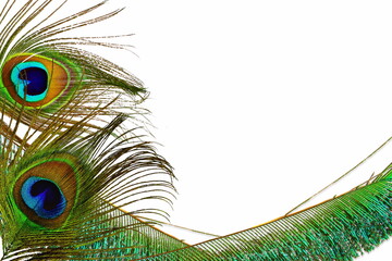 peacock feathers in white background with text copy space 
