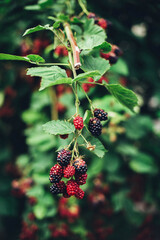 blackberries from plants at farm
