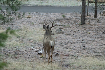 Mule deer buck in wooded area  looking away. 