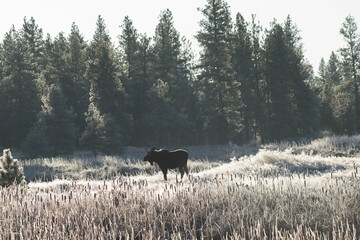 Bull moose in field with Pine trees in the sun with frosted grasses. 