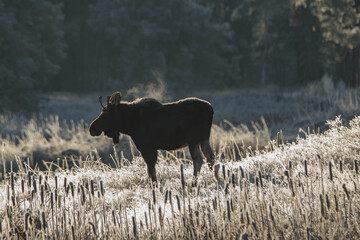 Bull moose in a field with frosted grass standing in the sun. 