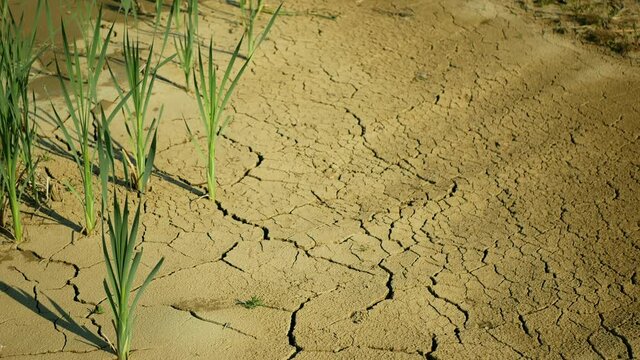 Drought cracked pond wetland, swamp very drying up the soil crust earth climate change, environmental disaster and earth cracks very, death for plants and animals, soil dry degradation