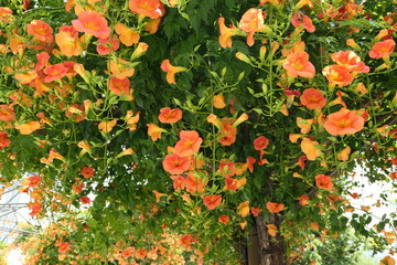 trumpet creeper flowers in Korean park