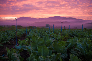 Tobacco field in the morning sunrise colorful sky cloud ready for harvest