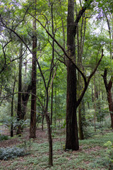 Fototapeta na wymiar Árvores dentro do parque da Aclimação em São Paulo 