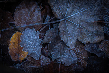 Herbst Blätter mit Reif, Eis