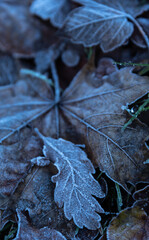 Herbstblätter mit Reif, Eis