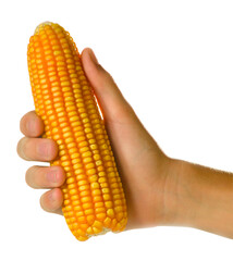 espiga de milho agronegócio