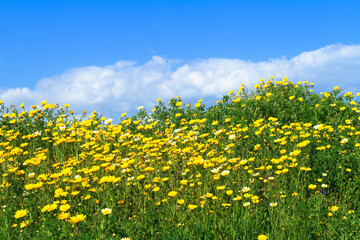 Fototapeta premium Rural landscape yellow daisies green filelds in spring. Margurites flower blossoms in blue sky background.