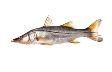 robalo peixe frsco isolado