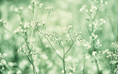 Soft focus White  and green grass,meadow  fower   spring   nature background