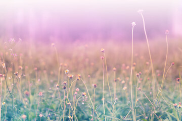 Soft focus Grass Flower  colorful  spring ,nature background