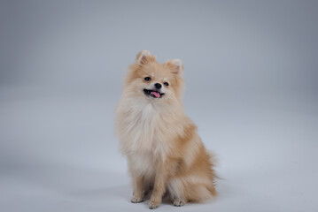 Playful dwarf Pomeranian Spitz of red color, sitting and smiling on a gray background in the studio. The pet stuck out its tongue and looks ahead. Close up.
