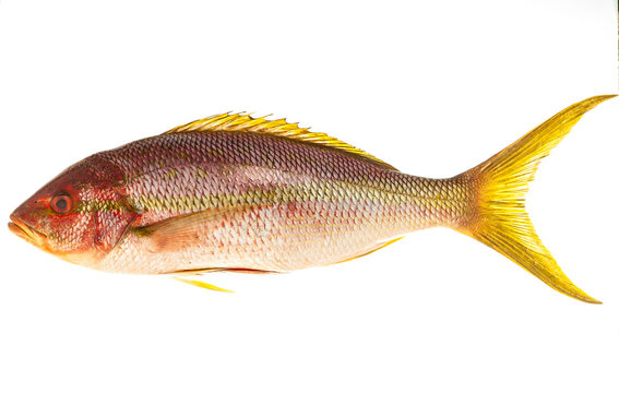 Peixe fresco isolado