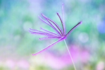 purple  grass flower blooming  , Abstract spring nature background