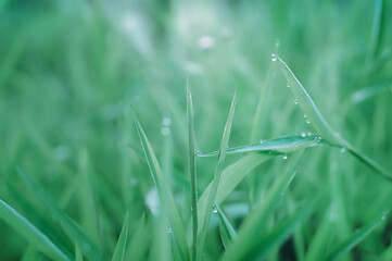 soft focus green grass  with dew drops at  morning sunrise  autumn,spring  nature   background
