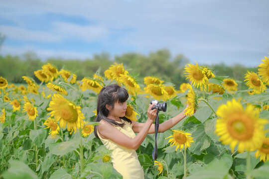 Woman with yellow dress Taking sunflower pictures with Mirrorless camera in sunflower garden on blur blue sky background. tourist travel summer holidays with technology concept.