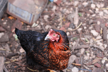 free chicken