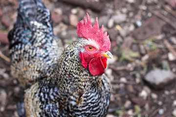 range chicken