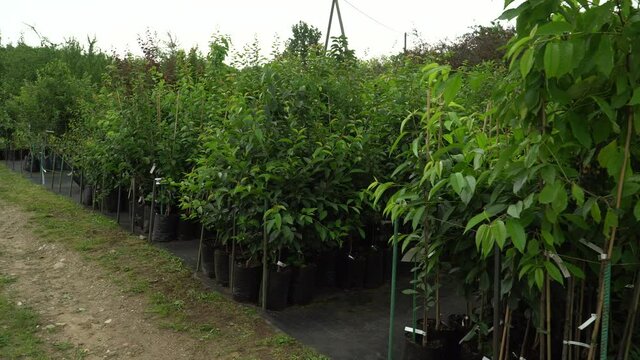The young seedlings of fruit trees in the plant nursery market. Group of the new tree varieties in the natural garden environment.