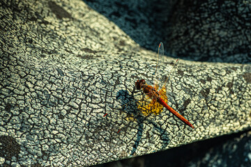 Dragonfly in Sunny weather on an old roofing material