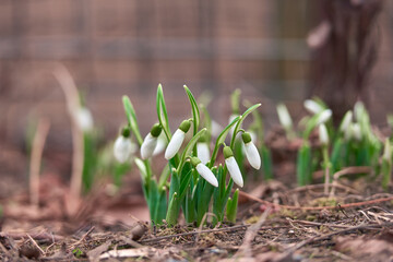 Snowdrop spring flowers. Delicate Snowdrop flower is one of the spring symbols