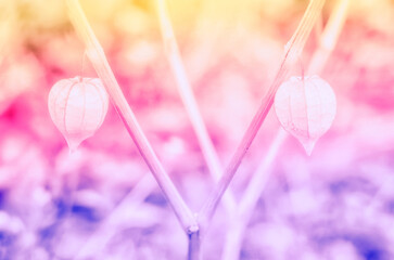 Soft focus spring grass flower  with  pink pastel  filter  abstractnature  wallpaper background