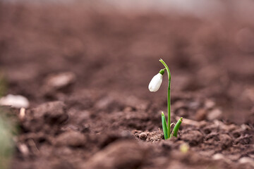 Snowdrop spring flowers. Delicate Snowdrop flower is one of the spring symbols