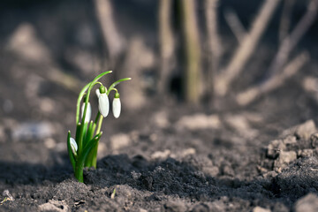 Fresh spring snowdrop flowers in the forest. Happy womens day 8 march invitation card