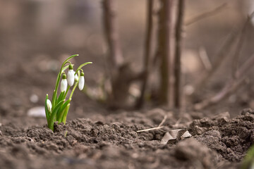 Fresh spring snowdrop flowers in the forest. Happy womens day 8 march invitation card