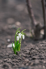 Fresh spring snowdrop flowers in the forest. Happy womens day 8 march invitation card
