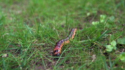 A large caterpillar crawls on the grass
