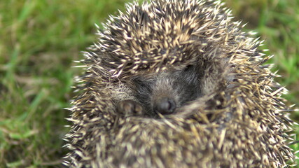 A wild hedgehog curled into a ball. Hedgehog in the nature. Close-up shot.